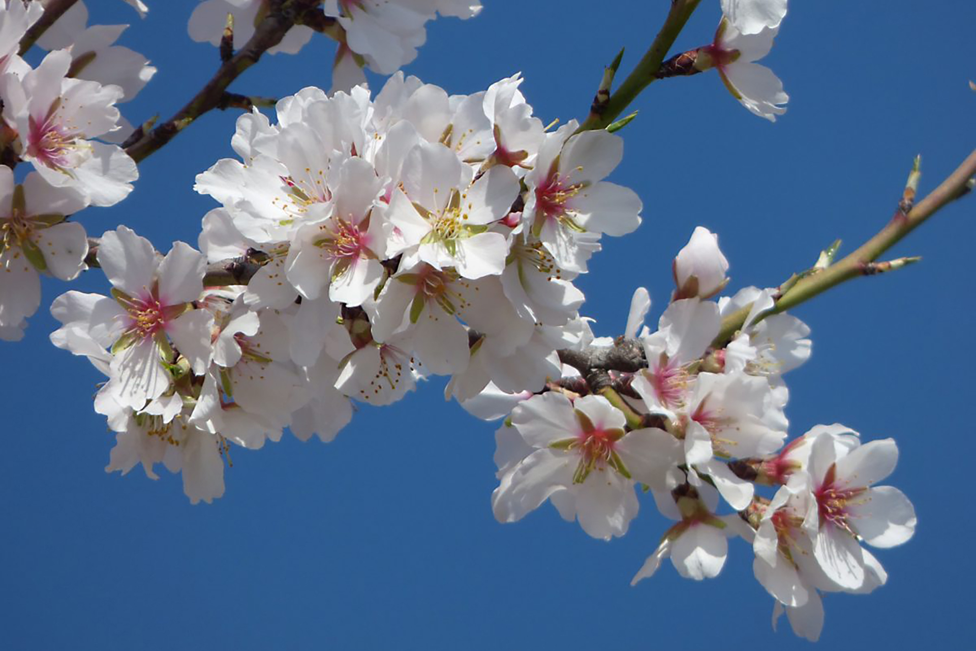 1-almond-flower-burdi