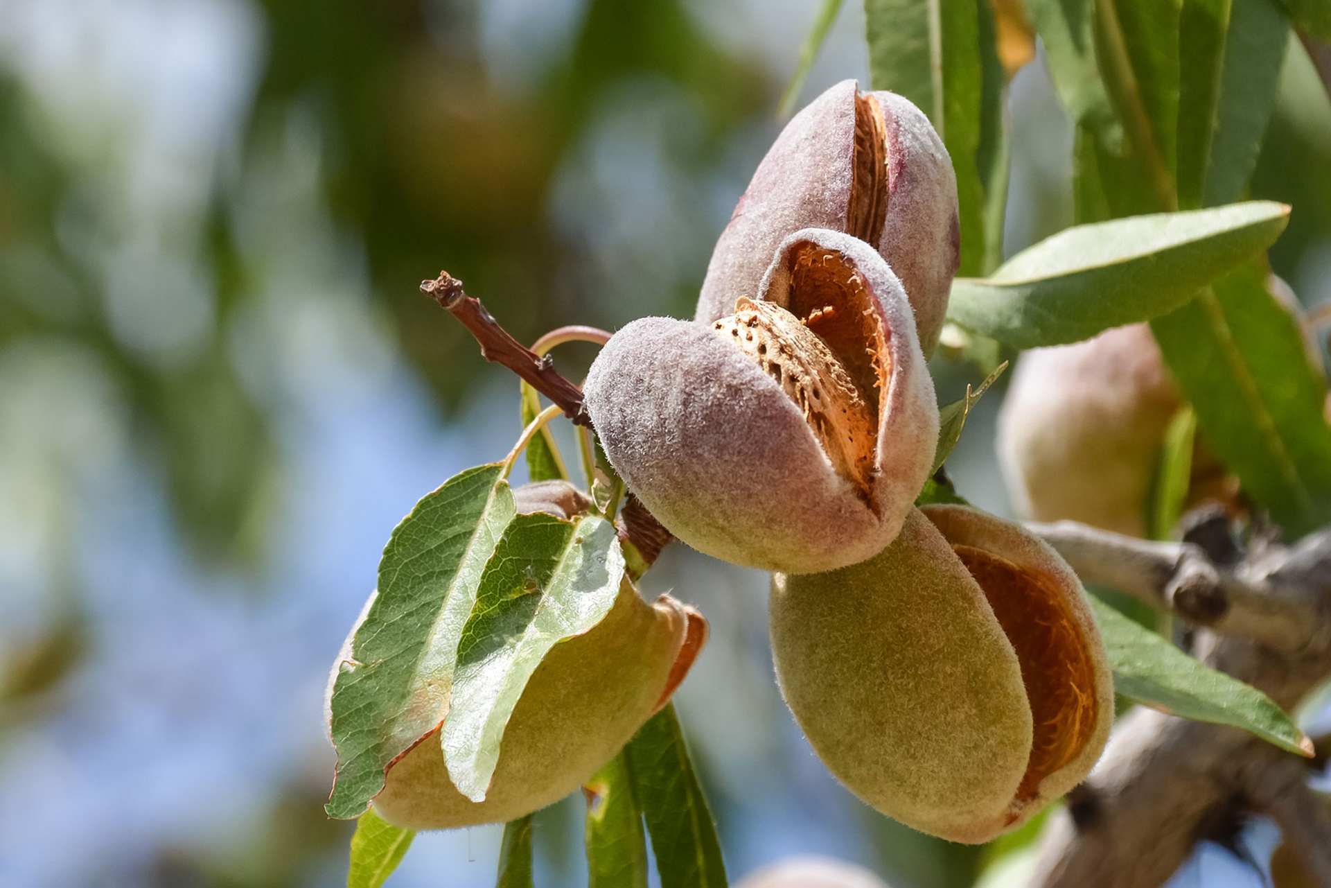 2.mandorlealbero2
